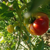 Cocktail Fruit Tomato Seeds - High yielding and easy to grow, with a rich flavor profile perfect for fresh eating and salads