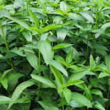Jute (Corchorus capsularis L.) Seeds – Golden Yellow Bast Fiber Crop, Easy to Grow, for Textiles and Rope Making
