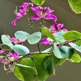 Bauhinia purpurea Seeds | Purple Orchid Tree Seeds | Fast-Growing Ornamental Tree for Garden & Street Tree