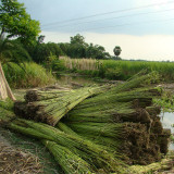 Jute (Corchorus capsularis L.) Seeds – Golden Yellow Bast Fiber Crop, Easy to Grow, for Textiles and Rope Making