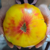 Cocktail Fruit Tomato Seeds - High yielding and easy to grow, with a rich flavor profile perfect for fresh eating and salads