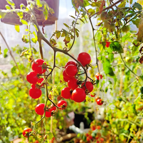 Hanging Tomato Seeds - Cherry Tomato Ideal for Container Gardening, Explosively Juicy Flesh, Combines Ornamental Value