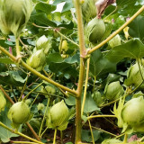 Baimian No.1 Cotton Seeds | High-Quality, Insect-Resistant, Disease-Resistant, High-Yield Mid-Maturing Variety