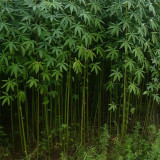 Jute (Corchorus capsularis L.) Seeds – Golden Yellow Bast Fiber Crop, Easy to Grow, for Textiles and Rope Making