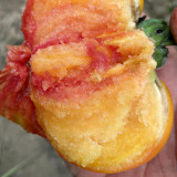 Cocktail Fruit Tomato Seeds - High yielding and easy to grow, with a rich flavor profile perfect for fresh eating and salads