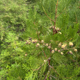 Chinese Arborvitae Seeds - Platycladus orientalis | Sun-Loving, Drought Tolerant, Low-Maintenance