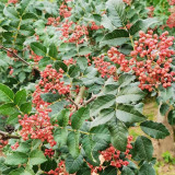 Dahongpao Sichuan Peppercorn Seeds for Sale | Longnan Wudu Peppercorn, Strong Aroma & Mellow Numbing Taste