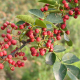 Dahongpao Sichuan Peppercorn Seeds for Sale | Longnan Wudu Peppercorn, Strong Aroma & Mellow Numbing Taste