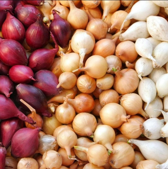 Colors Mix Onion Sets Seeds Yellow, Red, White Sweet Onions Set for Growing Gardening