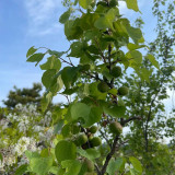 Xanthoceras sorbifolium Seeds | Yellowhorn Multipurpose Tree Seeds for Windbreaks, Land Restoration & Medicinal Use