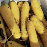 Qitou Yellow Carrot Seeds - Easy to Grow, Strong Adaptability, High-Yielding, Vigorous Growth, Premium Quality