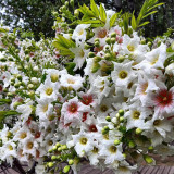 Xanthoceras sorbifolium Seeds | Yellowhorn Multipurpose Tree Seeds for Windbreaks, Land Restoration & Medicinal Use
