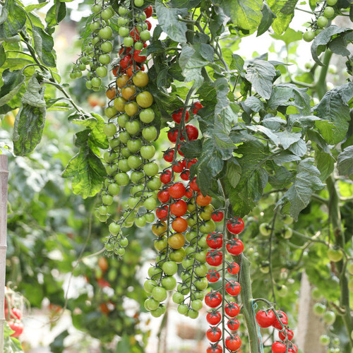 Pearl Falls Tomato Seeds – Rich Sweetness, Strong Disease Resistance, Easy to Grow, High Yielding
