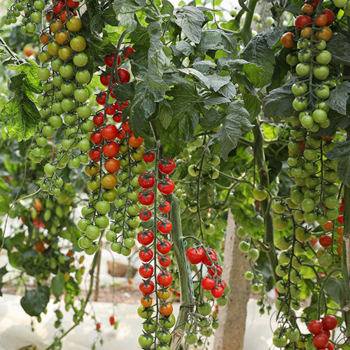 Pearl Falls No. 2 Tomato Seeds – High Yielding, Easy to Grow & Manage, Suitable for All Growers