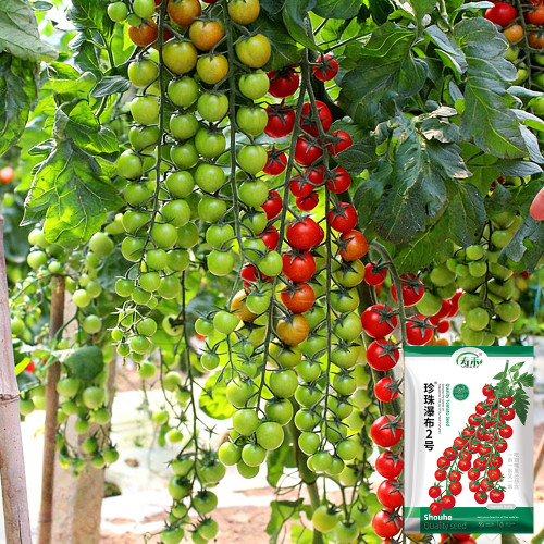 Pearl Falls No. 2 Tomato Seeds – High Yielding, Easy to Grow & Manage, Suitable for All Growers