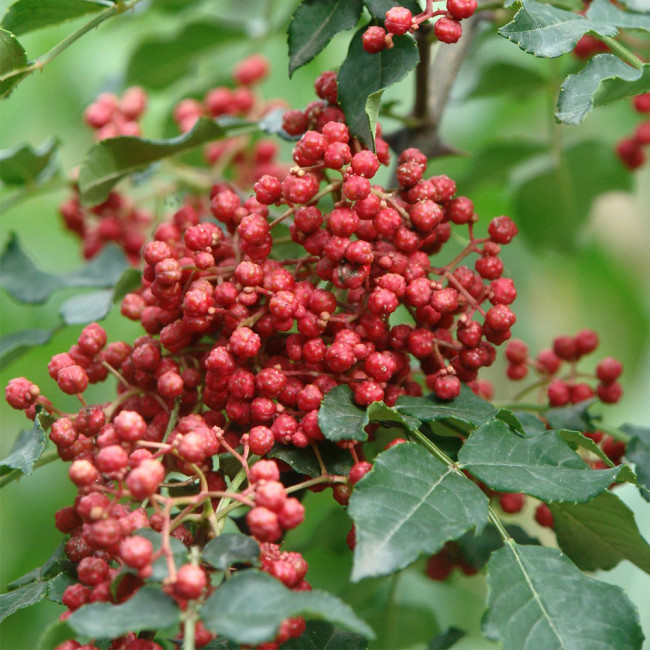 Dahongpao Sichuan Peppercorn Seeds for Sale | Longnan Wudu Peppercorn, Strong Aroma & Mellow Numbing Taste