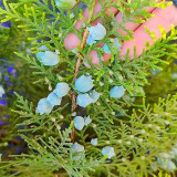 Chinese Arborvitae Seeds - Platycladus orientalis | Sun-Loving, Drought Tolerant, Low-Maintenance