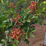 Dahongpao Sichuan Peppercorn Seeds for Sale | Longnan Wudu Peppercorn, Strong Aroma & Mellow Numbing Taste