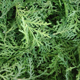 Chinese Arborvitae Seeds - Platycladus orientalis | Sun-Loving, Drought Tolerant, Low-Maintenance