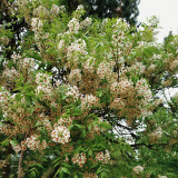 Xanthoceras sorbifolium Seeds | Yellowhorn Multipurpose Tree Seeds for Windbreaks, Land Restoration & Medicinal Use