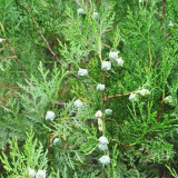 Chinese Arborvitae Seeds - Platycladus orientalis | Sun-Loving, Drought Tolerant, Low-Maintenance
