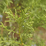 Chinese Arborvitae Seeds - Platycladus orientalis | Sun-Loving, Drought Tolerant, Low-Maintenance