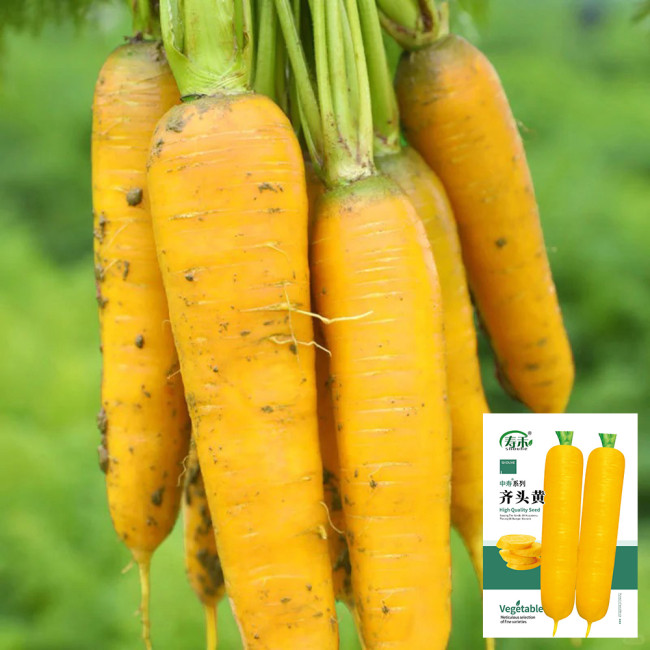 Qitou Yellow Carrot Seeds - Easy to Grow, Strong Adaptability, High-Yielding, Vigorous Growth, Premium Quality
