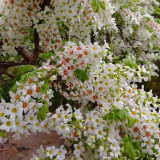 Xanthoceras sorbifolium Seeds | Yellowhorn Multipurpose Tree Seeds for Windbreaks, Land Restoration & Medicinal Use