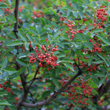 Dahongpao Sichuan Peppercorn Seeds for Sale | Longnan Wudu Peppercorn, Strong Aroma & Mellow Numbing Taste