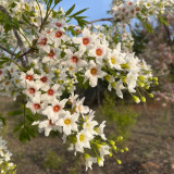 Xanthoceras sorbifolium Seeds | Yellowhorn Multipurpose Tree Seeds for Windbreaks, Land Restoration & Medicinal Use