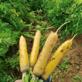 Qitou Yellow Carrot Seeds - Easy to Grow, Strong Adaptability, High-Yielding, Vigorous Growth, Premium Quality