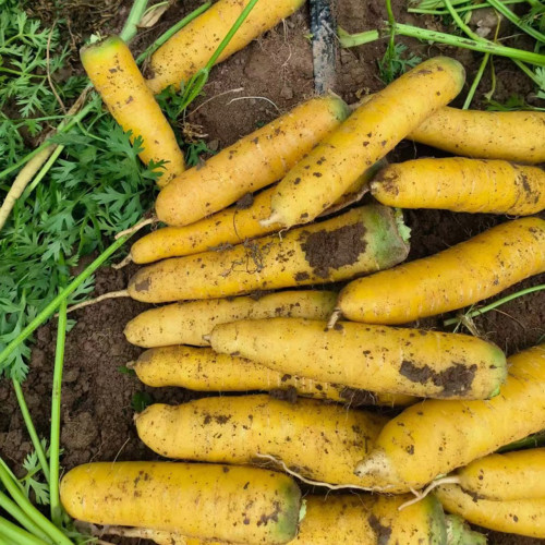 Qitou Yellow Carrot Seeds - Easy to Grow, Strong Adaptability, High-Yielding, Vigorous Growth, Premium Quality