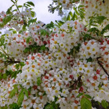 Xanthoceras sorbifolium Seeds | Yellowhorn Multipurpose Tree Seeds for Windbreaks, Land Restoration & Medicinal Use