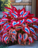 Dark Red-white-blue Hosta Seeds Garden Ornamental Plants