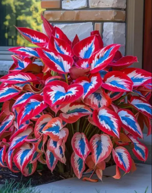 Dark Red-white-blue Hosta Seeds Garden Ornamental Plants