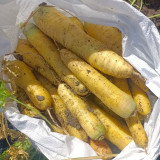 Qitou Yellow Carrot Seeds - Easy to Grow, Strong Adaptability, High-Yielding, Vigorous Growth, Premium Quality