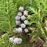 Chinese Arborvitae Seeds - Platycladus orientalis | Sun-Loving, Drought Tolerant, Low-Maintenance