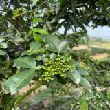 Dahongpao Sichuan Peppercorn Seeds for Sale | Longnan Wudu Peppercorn, Strong Aroma & Mellow Numbing Taste