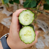 'New No.4' Gynoecious Cucumber Seeds | Early Maturing, High Yield, Disease Resistant for Open Field