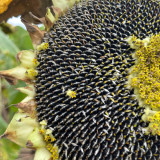 Large-seeded Edible Sunflower Seeds – High-Yielding, Heat-Tolerant, Plump Kernels, Perfect for Snacking & Roasting