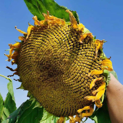 Short-stemmed Oil Sunflower Seeds – High-oil hybrid variety, high-yielding, drought-tolerant, suitable for commercial planting
