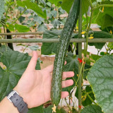 'New No.4' Gynoecious Cucumber Seeds | Early Maturing, High Yield, Disease Resistant for Open Field
