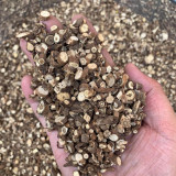 Bupleurum chinense Seeds | Perennial Herb with Fragrant Stems and Brown Taproot | Drought-Tolerant & Adaptable
