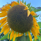 Dwarf Edible Sunflower Seeds – Uniform Plants, Easy to Manage, Drought Tolerant, High-Yielding, Ideal for Garden Planting