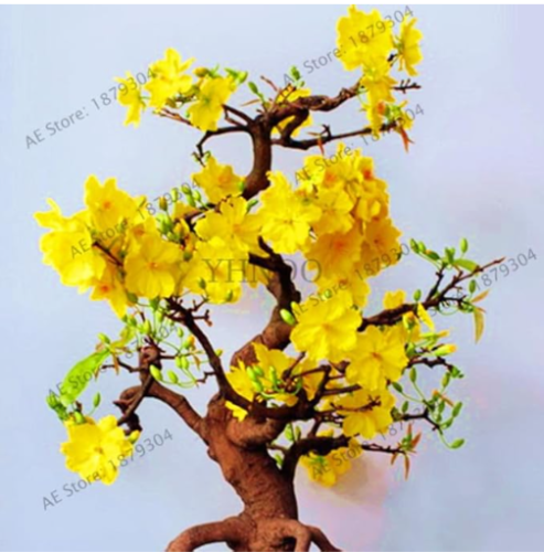 Yellow Jasmine Seed, Jasmine Plantas Indoor Flores of Perennial Flower