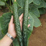 'New No.4' Gynoecious Cucumber Seeds | Early Maturing, High Yield, Disease Resistant for Open Field