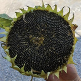 Short-stemmed Oil Sunflower Seeds – High-oil hybrid variety, high-yielding, drought-tolerant, suitable for commercial planting
