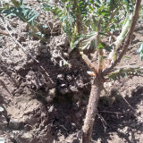 Hedysarum polybotrys Seeds | Hongqi, Perennial Traditional Herbal Medicinal Plant Seeds for Planting