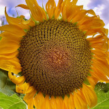 Short-stemmed Oil Sunflower Seeds – High-oil hybrid variety, high-yielding, drought-tolerant, suitable for commercial planting