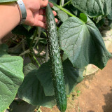 'New No.4' Gynoecious Cucumber Seeds | Early Maturing, High Yield, Disease Resistant for Open Field